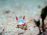 Mactan Cebu Nudibranch 37