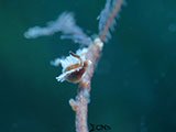 Mactan Cebu Nudibranch 38