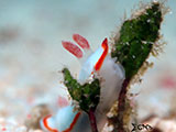 Mactan Cebu Nudibranch 39