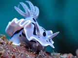 Mactan Cebu Nudibranch 4