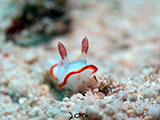 Mactan Cebu Nudibranch 43