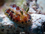 Mactan Cebu Nudibranch 5