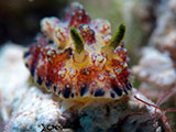 Mactan Cebu Nudibranch 6