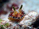 Mactan Cebu Nudibranch 7