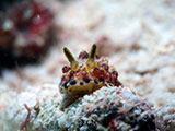 Mactan Cebu Nudibranch 9