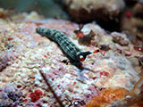 Mactan Cebu Sea Slug