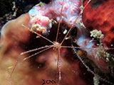 Mactan Cebu Spider Squat Lobster 2