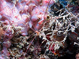 Mactan Cebu Spider Squat Lobster