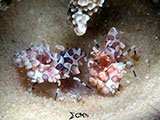 Mactan Cebu Harlequin Shrimp 2