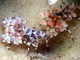 Mactan Cebu Harlequin Shrimp 4