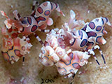 Mactan Cebu Harlequin Shrimp 5