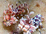 Mactan Cebu Harlequin Shrimp 6