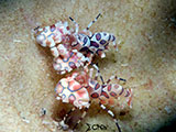 Mactan Cebu Harlequin Shrimp 7