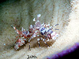 Mactan Cebu Harlequin Shrimp