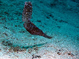 Mactan Cebu Pipefish