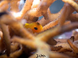 Mactan Cebu Yellow Goby 1