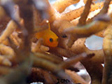 Mactan Cebu Yellow Goby