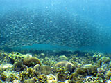 Moalboal School of Sardines 13