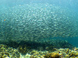 Moalboal School of Sardines 14