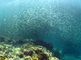 Moalboal School of Sardines 15