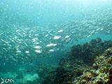 Moalboal School of Sardines 19