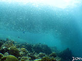 Moalboal School of Sardines 2