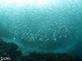 Moalboal School of Sardines 21