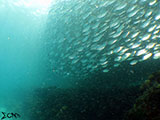 Moalboal School of Sardines 22