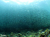 Moalboal School of Sardines 24