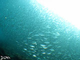 Moalboal School of Sardines 27