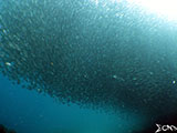 Moalboal School of Sardines 32