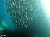 Moalboal School of Sardines 33