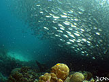 Moalboal School of Sardines 35