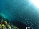 Moalboal School of Sardines 36