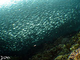 Moalboal School of Sardines 39