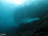 Moalboal School of Sardines 41