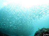 Moalboal School of Sardines 7