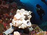 Moalboal Frogfish