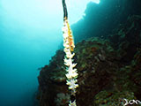 Moalboal Goby