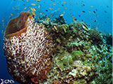 Moalboal Reef 45