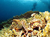 Moalboal Scorpion Fish