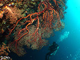 Moalboal Sea Fan 1