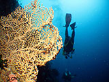 Moalboal Sea Fan