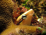 Tulamben Blenny 1