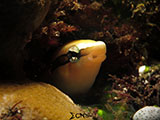 Tulamben Blenny