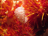 Tulamben Cowrie 1