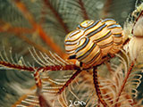 Tulamben Donut Nudibranch 7