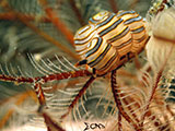 Tulamben Donut Nudibranch 8