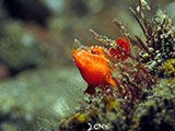 Tulamben Frogfish 1