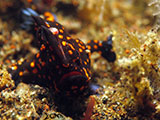 Tulamben Frogfish 10